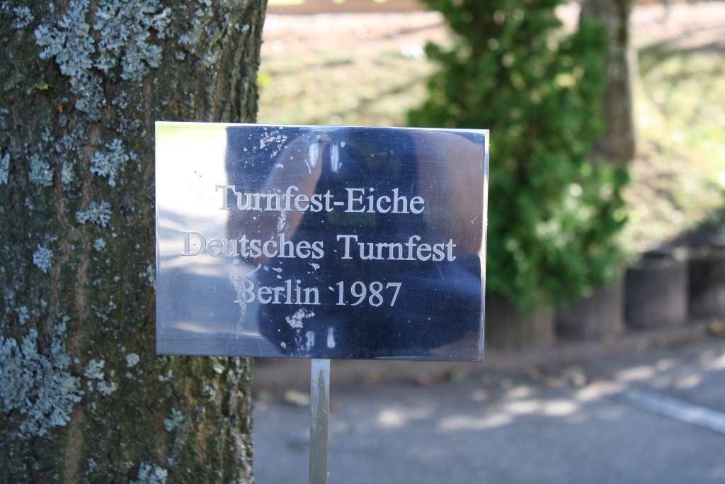 Turnfest-Eiche